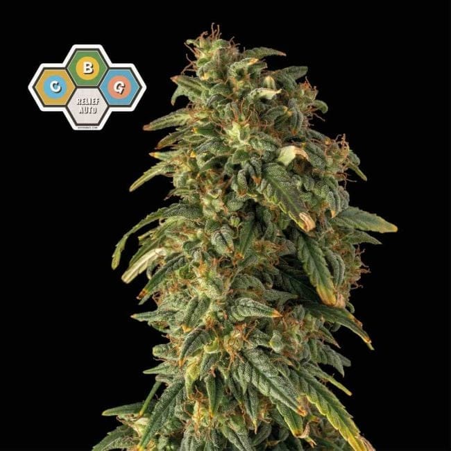 CBG Relief Auto Feminized Seeds-SMAN-CBGR-AUTO-FEM