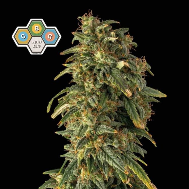 CBG Relief Auto Feminised Seeds-SMAN-CBGR-AUTO-FEM