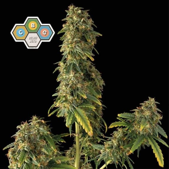 CBG Relief Auto Feminized Seeds-SMAN-CBGR-AUTO-FEM