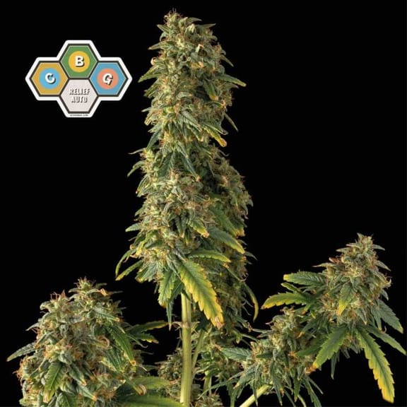 CBG Relief Auto Feminised Seeds-SMAN-CBGR-AUTO-FEM