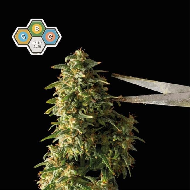 CBG Relief Auto Feminized Seeds-SMAN-CBGR-AUTO-FEM