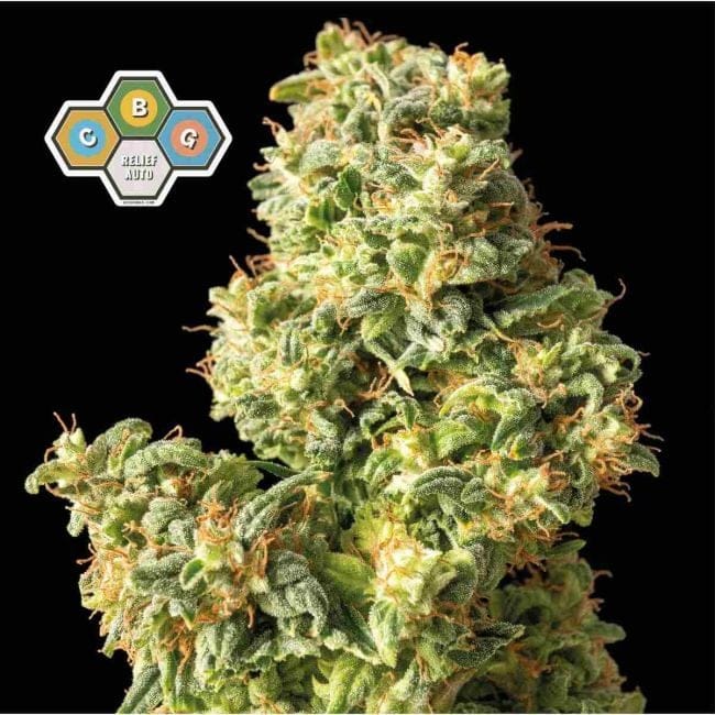 CBG Relief Auto Feminized Seeds-SMAN-CBGR-AUTO-FEM