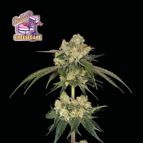 Bubba Cheesecake Feminised Seeds-SMAN-BCC-FEM