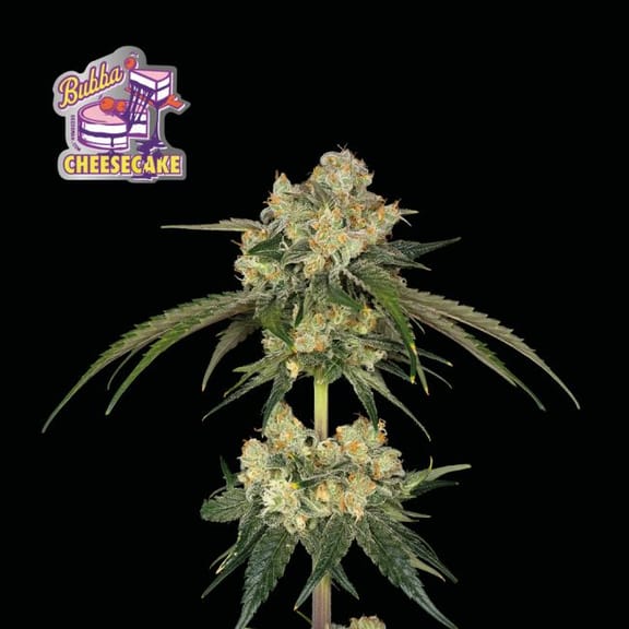 Bubba Cheesecake Feminised Seeds-SMAN-BCC-FEM