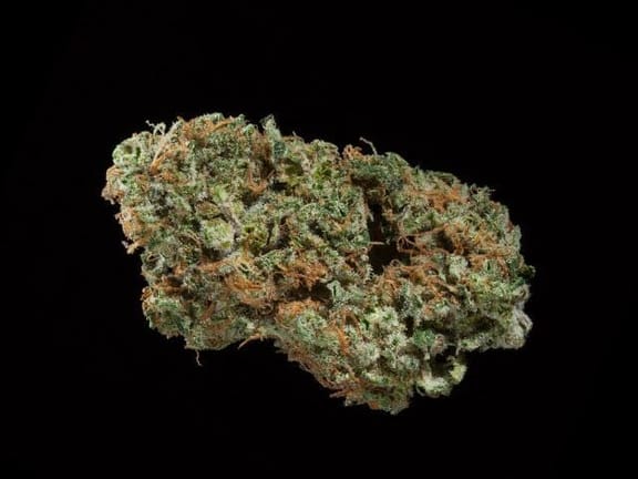 V.C.D.C Feminised Seeds - 6-MOX-006-F6