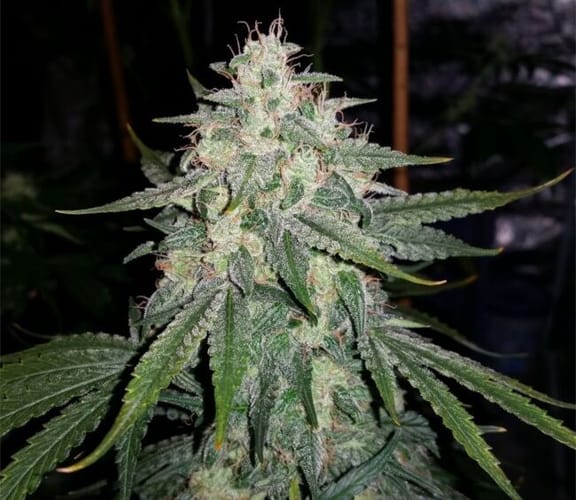 4 Assed Monkey Auto Feminisiert Saatgut-MEPH-4ASS-AUTO-FEM