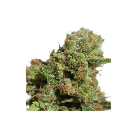 Bruce Lemon Diesel Auto Feminised Seeds-SSSC-BLD-AUTO-FEM