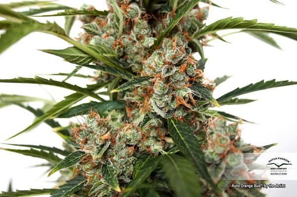 Buy Orange Bud Auto Feminised Seeds, Seedsman US skudp-autoorangebud