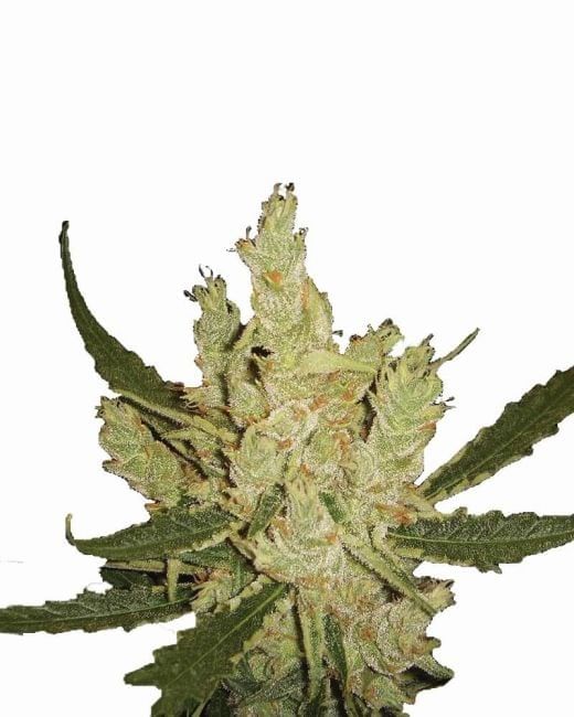 Amnesia Regular Seeds - 10-NV-AMN-REG