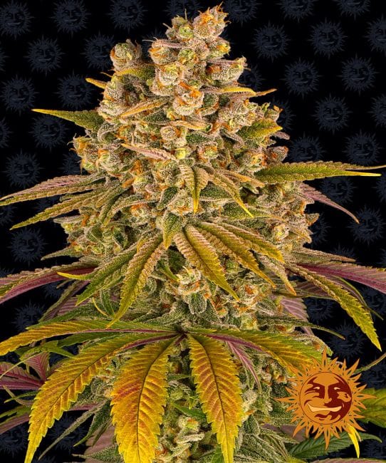 Lemon Tree Feminised Seeds-BFS-LEMTREE-FEM