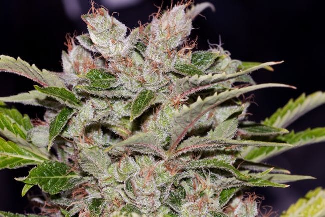 X-Dog Regular Seeds-ALPXD