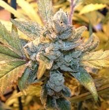 Blue Cheese Feminised Seeds-BB-Blue-cheese