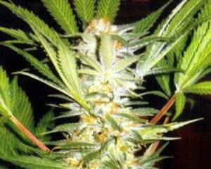 White Domina Feminised Seeds-white-domina