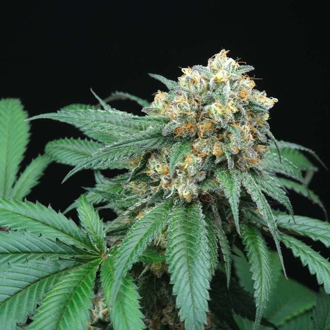 Peach Lassi Regular Seeds - 12-PTS-PL-REG-12