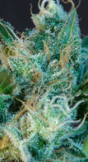 Gnomo Auto Feminised Seeds-gnomo-automatic