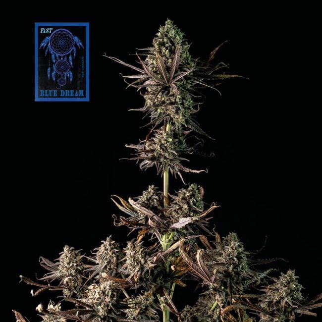Blue Dream Fast Feminised Seeds-SMAN-BLDR-FAST-FEM