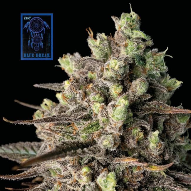 Blue Dream Fast Feminised Seeds-SMAN-BLDR-FAST-FEM