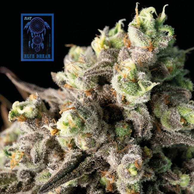 Blue Dream Fast Feminised Seeds-SMAN-BLDR-FAST-FEM