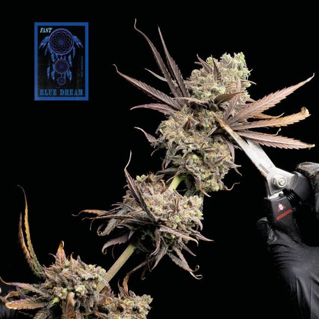 Blue Dream Fast Feminised Seeds-SMAN-BLDR-FAST-FEM