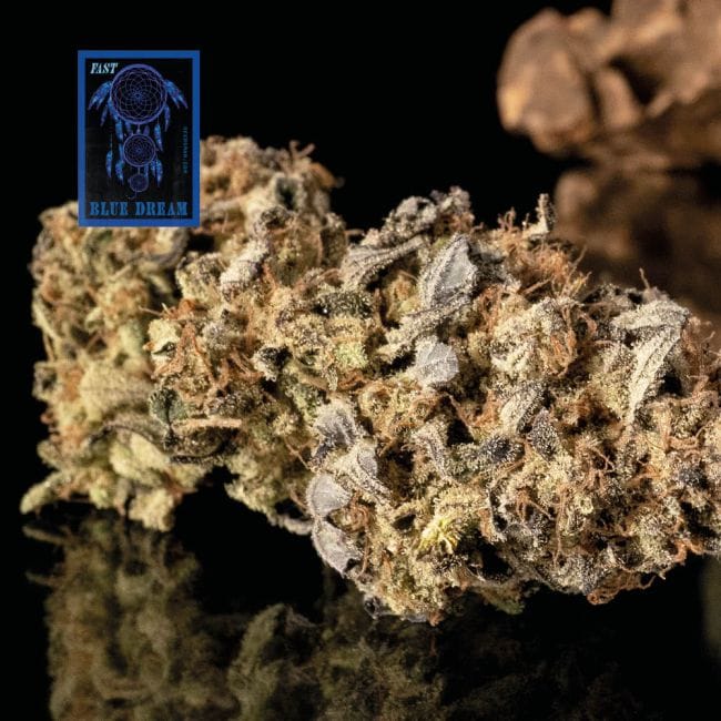 Blue Dream Fast Feminised Seeds-SMAN-BLDR-FAST-FEM