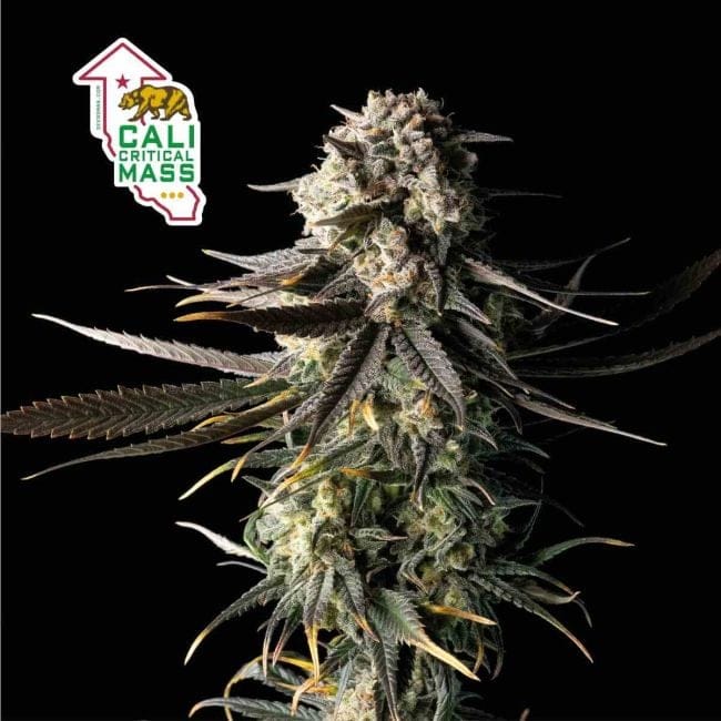 Cali Critical Mass Feminised Seeds-SMAN-CCM-FEM