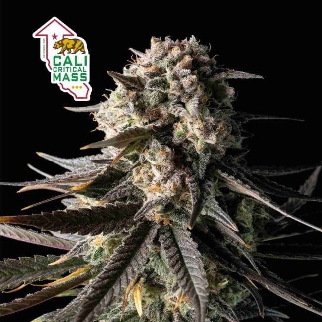 Cali Critical Mass Feminised Seeds-SMAN-CCM-FEM