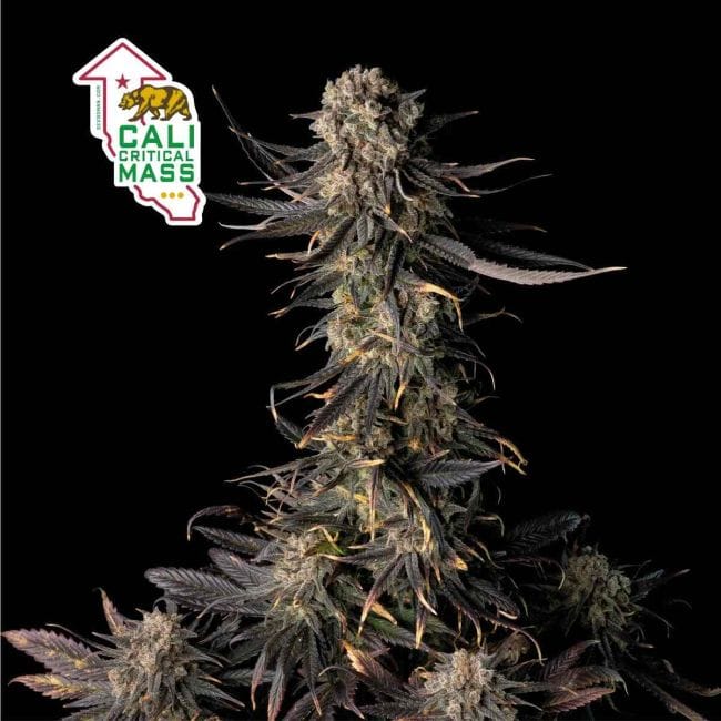Cali Critical Mass Feminised Seeds-SMAN-CCM-FEM