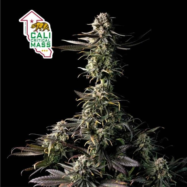 Cali Critical Mass Feminised Seeds-SMAN-CCM-FEM