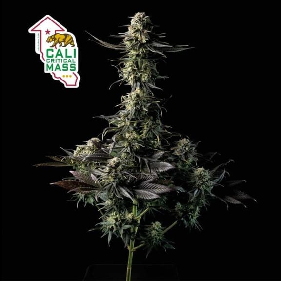 Cali Critical Mass Feminised Seeds-SMAN-CCM-FEM