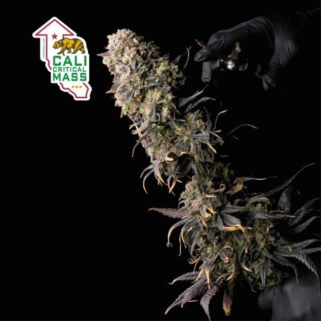 Cali Critical Mass Feminised Seeds-SMAN-CCM-FEM