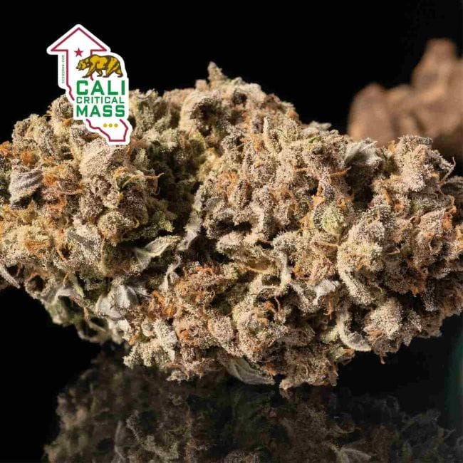 Cali Critical Mass Feminised Seeds-SMAN-CCM-FEM