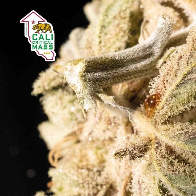 Cali Critical Mass Feminised Seeds-SMAN-CCM-FEM