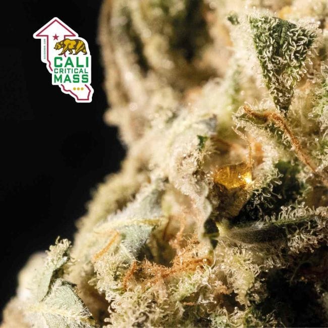 Cali Critical Mass Feminised Seeds-SMAN-CCM-FEM