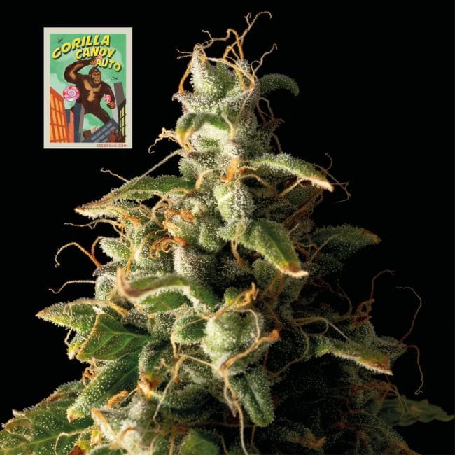 Gorilla Candy Auto Feminisiert Saatgut-SMAN-GORCAN-AUTO-FEM