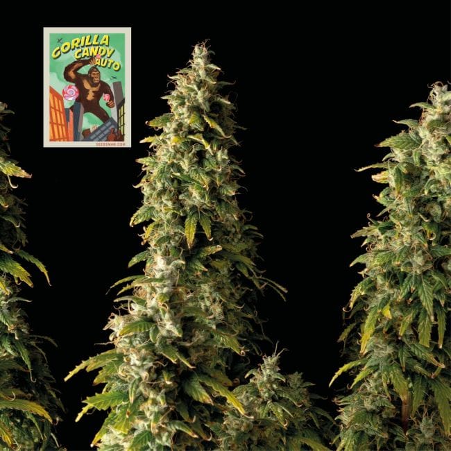 Gorilla Candy Auto Feminised Seeds-SMAN-GORCAN-AUTO-FEM