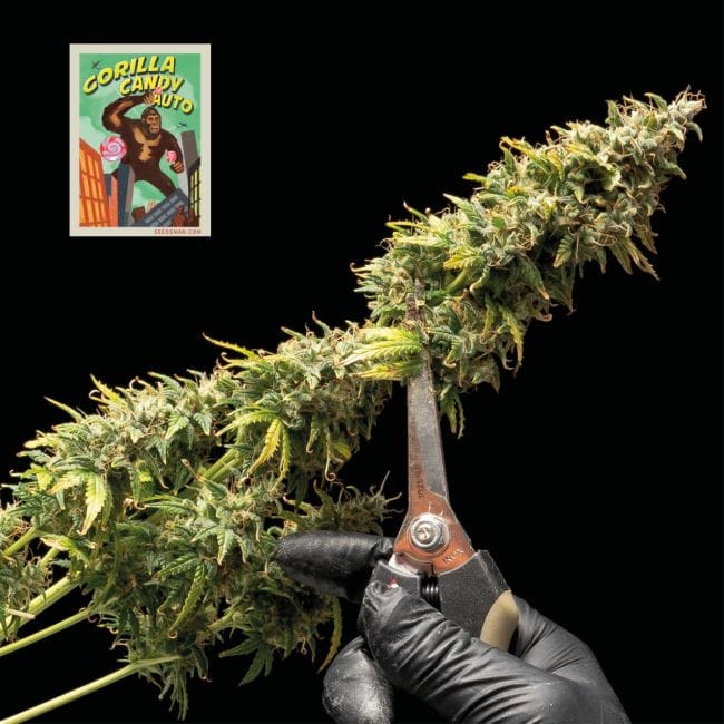 Gorilla Candy Auto Feminisiert Saatgut-SMAN-GORCAN-AUTO-FEM