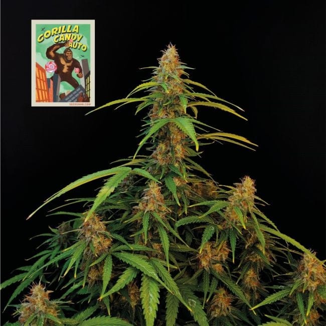Gorilla Candy Auto Feminisiert Saatgut-SMAN-GORCAN-AUTO-FEM