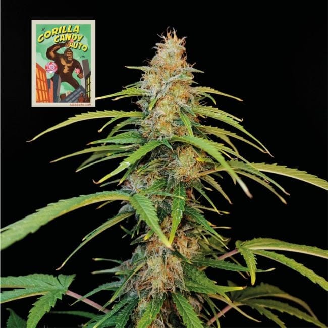 Gorilla Candy Auto Feminised Seeds-SMAN-GORCAN-AUTO-FEM