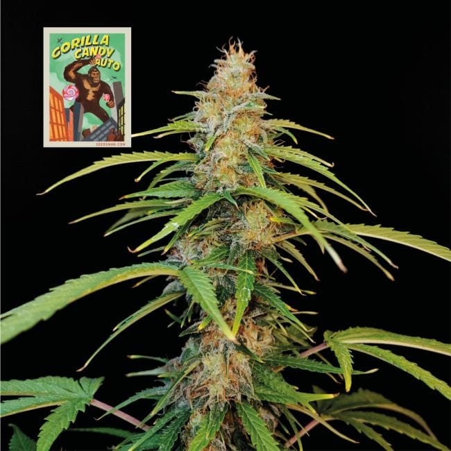 Gorilla Candy Auto Feminisiert Saatgut-SMAN-GORCAN-AUTO-FEM