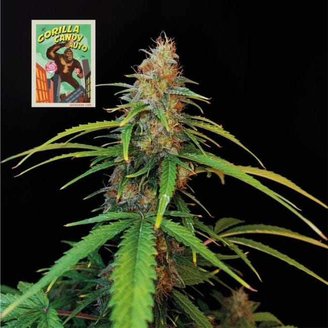 Gorilla Candy Auto Feminisiert Saatgut-SMAN-GORCAN-AUTO-FEM