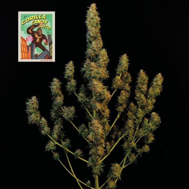 Gorilla Candy Auto Feminised Seeds-SMAN-GORCAN-AUTO-FEM