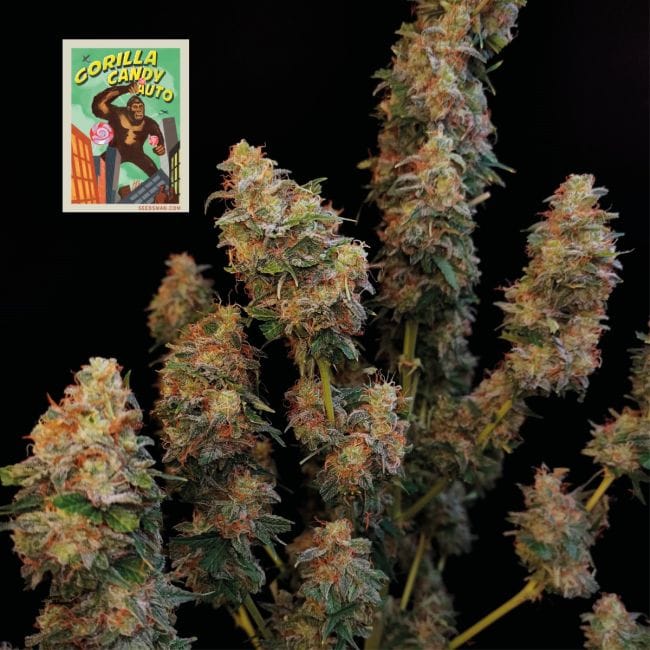 Gorilla Candy Auto Feminised Seeds-SMAN-GORCAN-AUTO-FEM