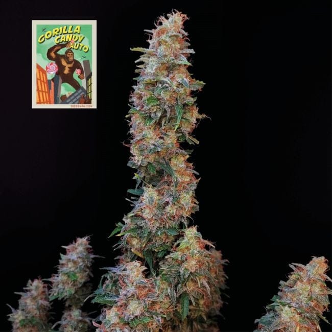 Gorilla Candy Auto Feminised Seeds-SMAN-GORCAN-AUTO-FEM