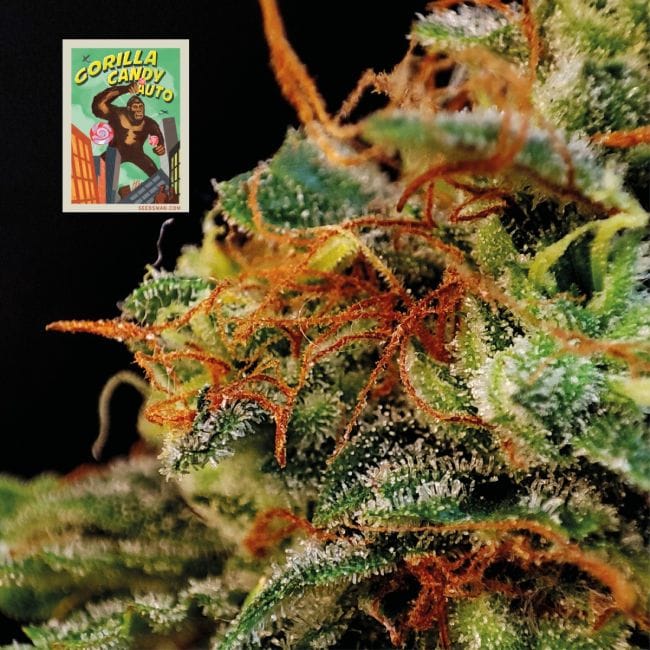 Gorilla Candy Auto Feminisiert Saatgut-SMAN-GORCAN-AUTO-FEM