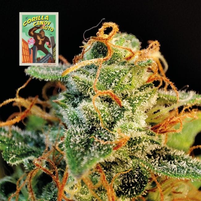 Gorilla Candy Auto Feminisiert Saatgut-SMAN-GORCAN-AUTO-FEM