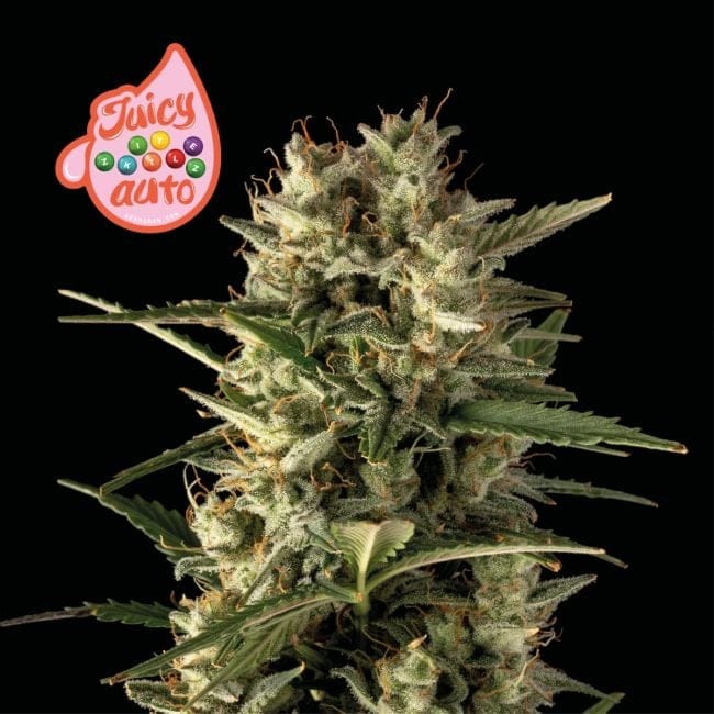 Juicy Zkittlez Auto Feminized Seeds-SMAN-JUZK-AUTO-FEM