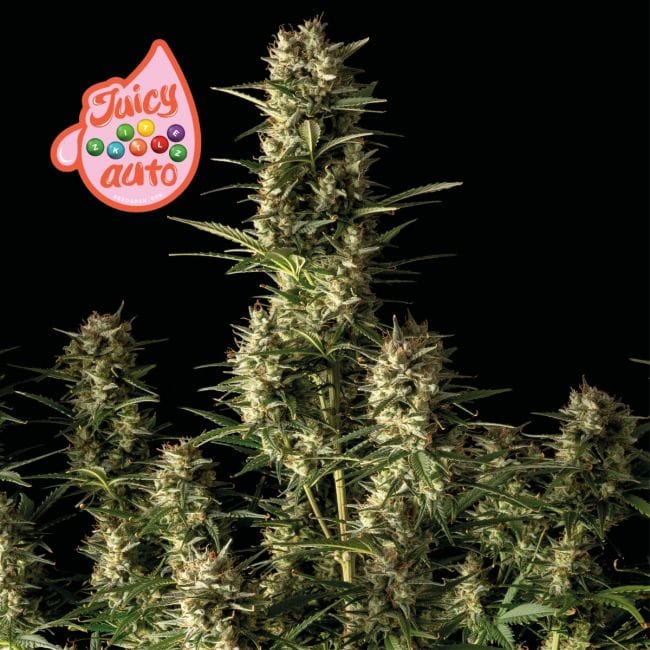 Juicy Zkittlez Auto Feminised Seeds-SMAN-JUZK-AUTO-FEM