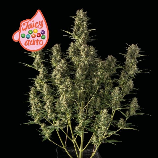 Juicy Zkittlez Auto Feminised Seeds-SMAN-JUZK-AUTO-FEM