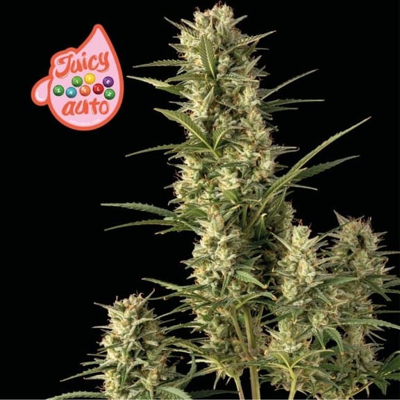 Juicy Zkittlez Auto Feminised Seeds-SMAN-JUZK-AUTO-FEM