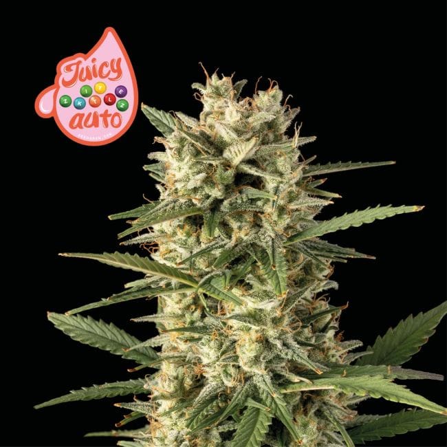 Juicy Zkittlez Auto Feminized Seeds-SMAN-JUZK-AUTO-FEM